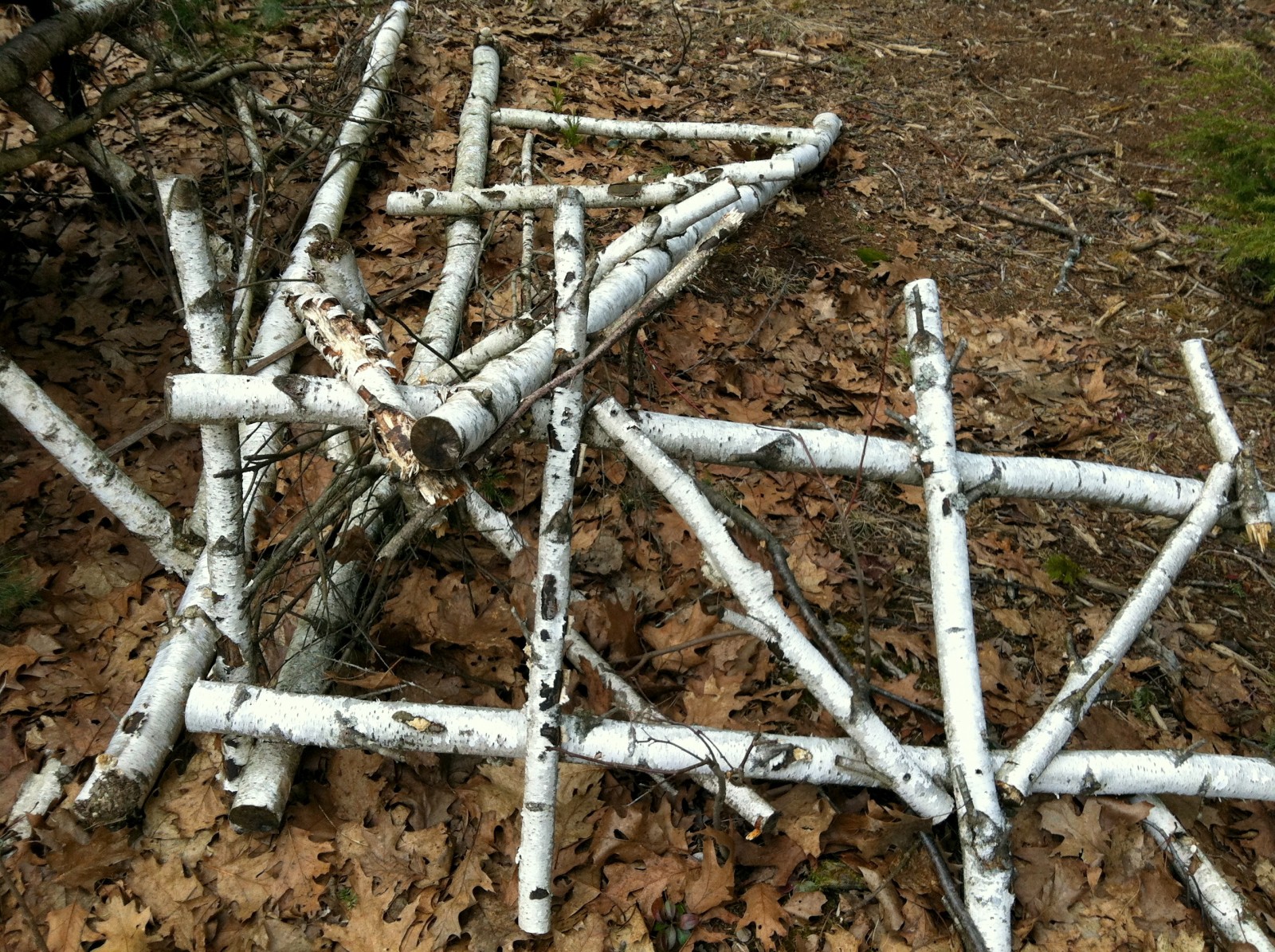 Heart Maine Home Creative ways to use birch branches in home decor